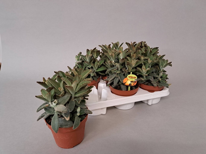 <h4>KALANCHOE TOMENTOSA</h4>