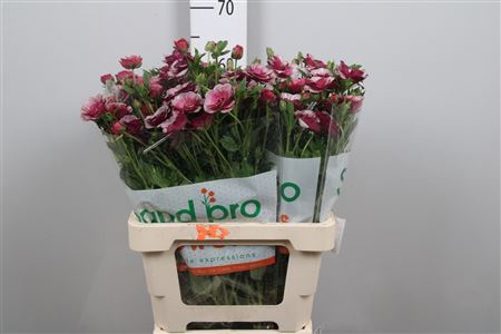 <h4>Ran Magical Raspberry</h4>