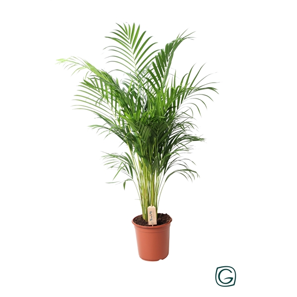 <h4>Dypsis Lutescens (Areca) P24 110</h4>