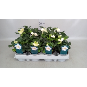 Helleborus niger 'Eileen'