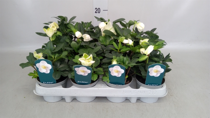 <h4>Helleborus niger 'Eileen'</h4>