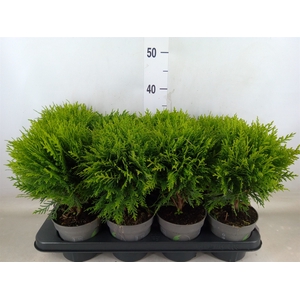 Thuja occid. 'Danica'