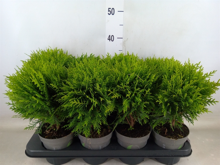 <h4>Thuja occid. 'Danica'</h4>