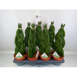 Sansevieria cyl.  ...