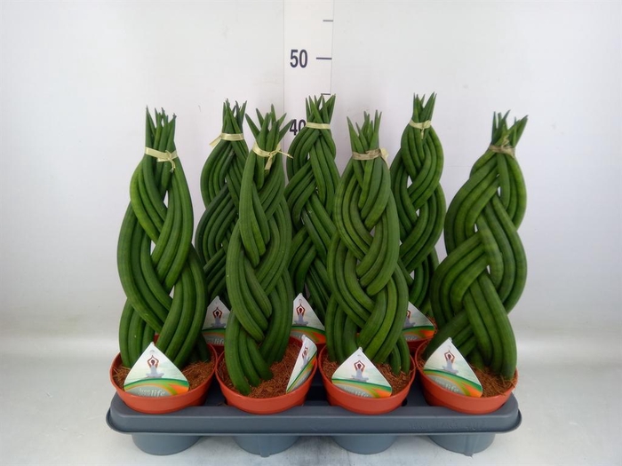 <h4>Sansevieria cyl. ...</h4>