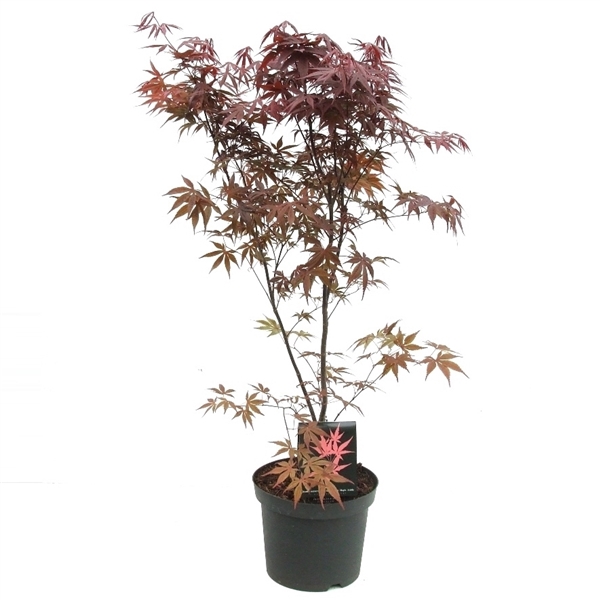 <h4>Acer palmatum 'Bloodgood' P26</h4>