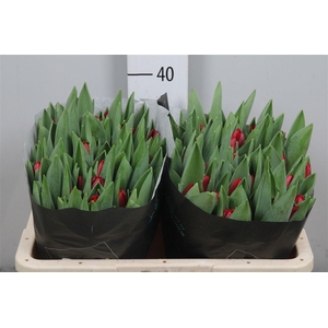 Tu En Antarctic Fire