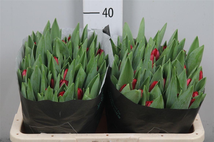 <h4>Tu En Antarctic Fire</h4>