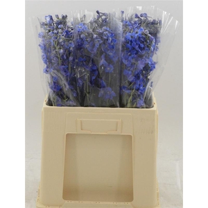 Delphinium Enkel Deldonna Blue