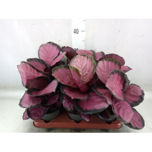 Calathea roseopicta 'Crimson'