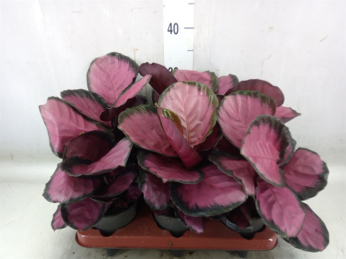 <h4>Calathea roseopicta 'Crimson'</h4>