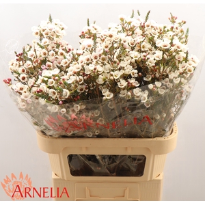 Chamelaucium Moonlight Delight