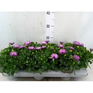 Osteospermum  'Margarita Lilac'
