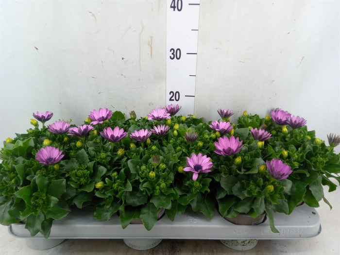 <h4>Osteospermum  'Margarita Lilac'</h4>