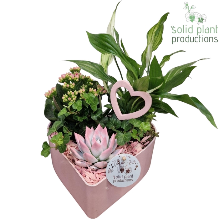 <h4>Opm Sp SE029 Hart Pink Deluxe 4PP</h4>