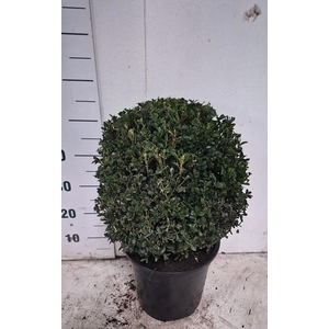 Buxus sempervirens