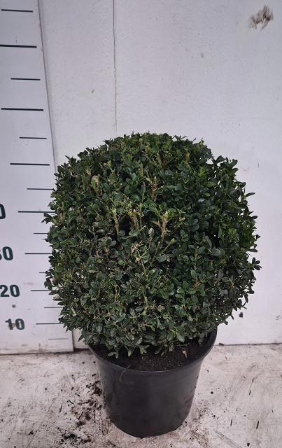 <h4>Buxus sempervirens</h4>