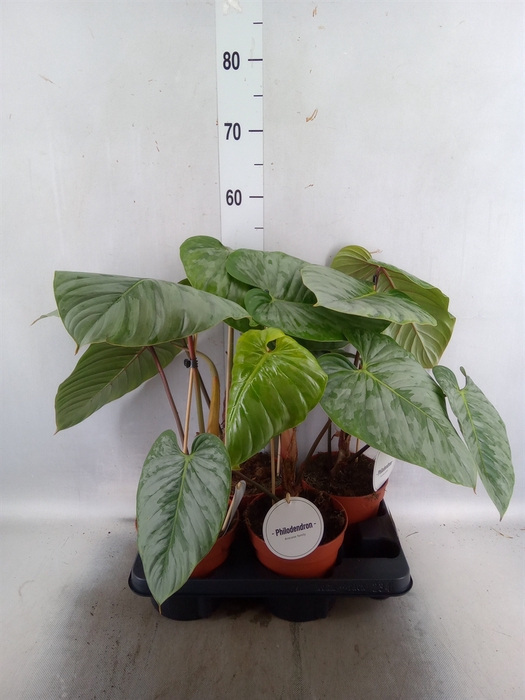 <h4>Philodendron   ...</h4>