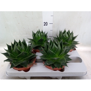 Aloe aristata 'Cosmo'