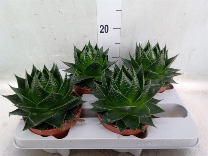<h4>Aloe aristata 'Cosmo'</h4>