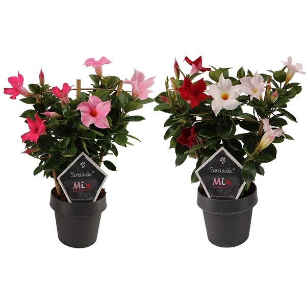 Mandevilla Sundaville Bicolor op rek (in mixtray)  (Dipladenia)