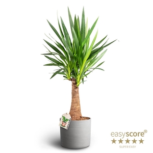 YUCCA ELEPHANTIPES p26