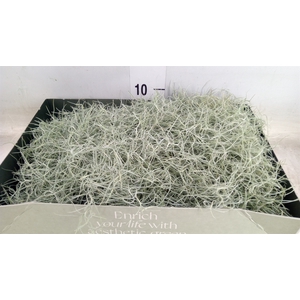 Tillandsia usneoides