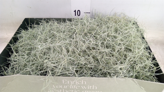<h4>Tillandsia usneoides</h4>