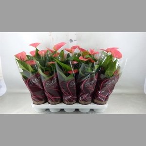 Anthurium andr. 'Sweet Dream'