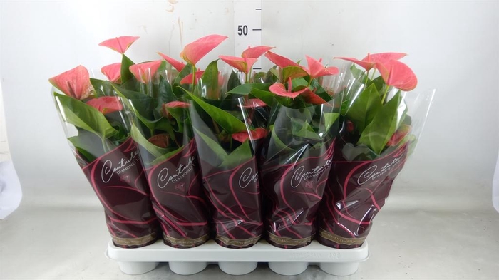 <h4>Anthurium andr. 'Sweet Dream'</h4>