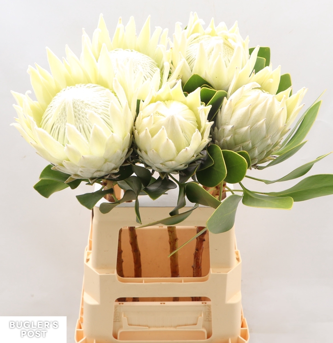 <h4>Protea Ayoba Arctic Ice</h4>