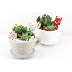 arr2 PL - Kop en schotel - rood/wit