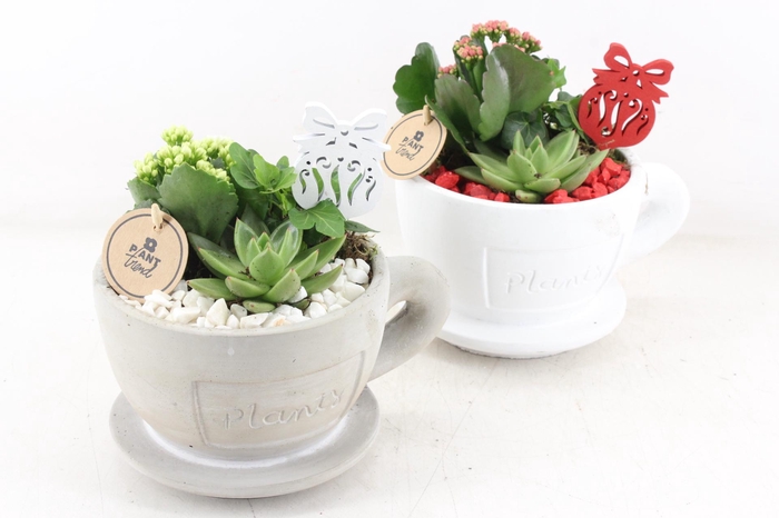 <h4>arr2 PL - Kop en schotel - rood/wit</h4>