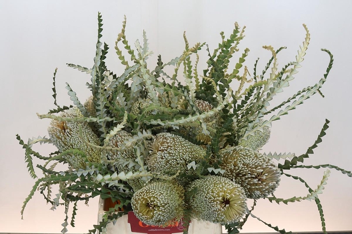<h4>Banksia Speciosa</h4>
