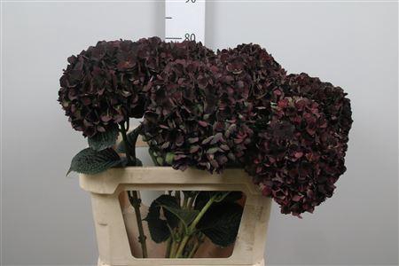 <h4>Hydr Cl M Ruby P</h4>