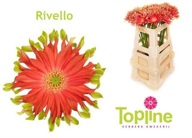 <h4>GERBERA GBK 'PASTINI RIVELLO'</h4>