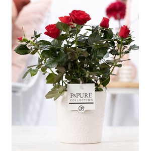 Rosa red in P&PURE Juliette ceramics white