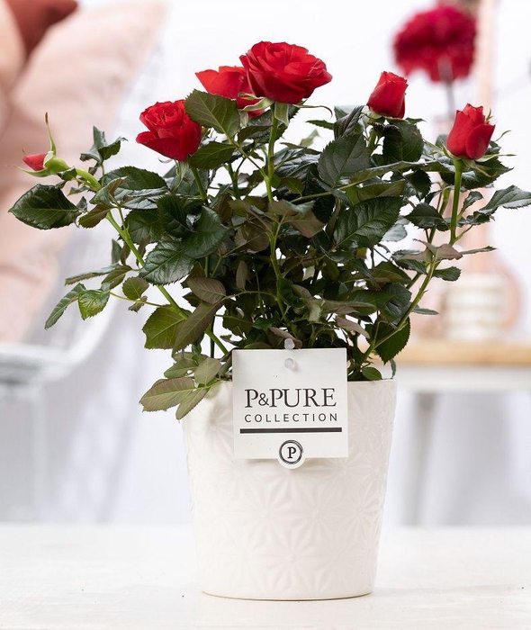 <h4>Rosa red in P&PURE Juliette ceramics white</h4>