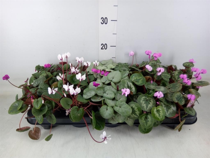 <h4>Cyclamen coum</h4>