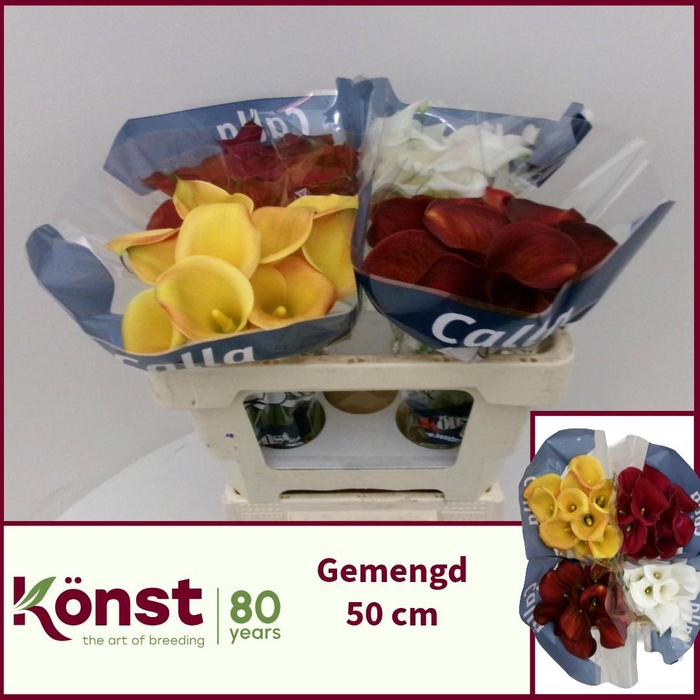 <h4>ZANT GEM IN FUST</h4>