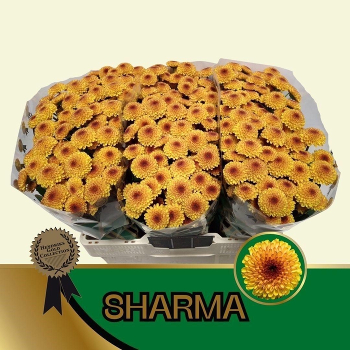 <h4>CHR S SHARMA</h4>