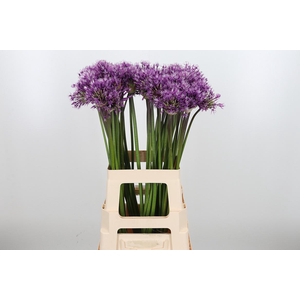 Allium Early Emperor