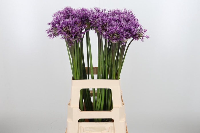 <h4>Allium Early Emperor</h4>