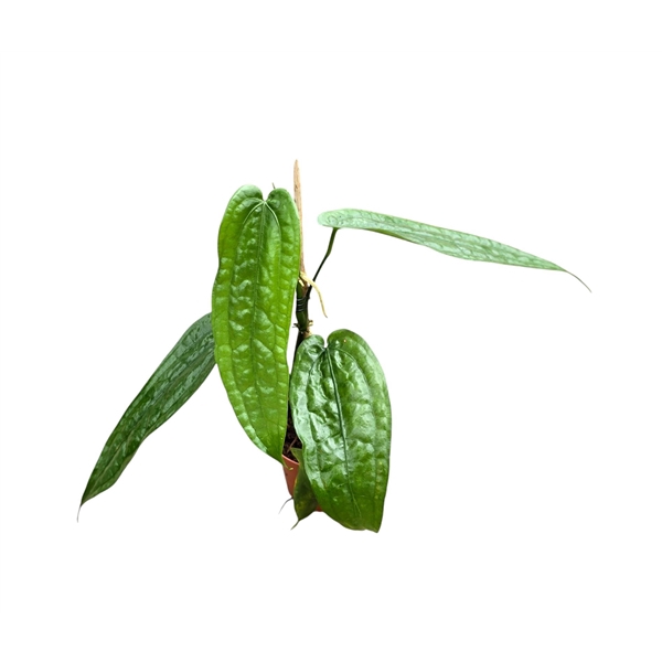 <h4>Anthurium sp. Limon</h4>