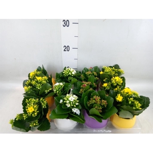 Kalanchoe   ...