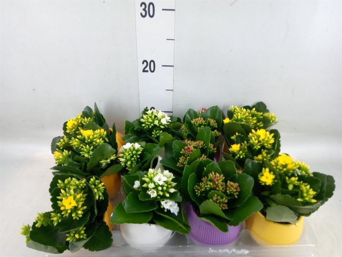 <h4>Kalanchoe   ...</h4>