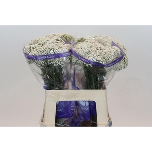 OZOTH COOKS SNOW WHI