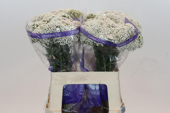 <h4>OZOTH COOKS SNOW WHI</h4>