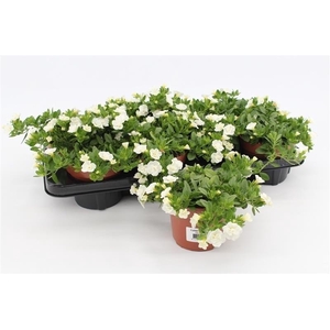 Calibrachoa Rosies White