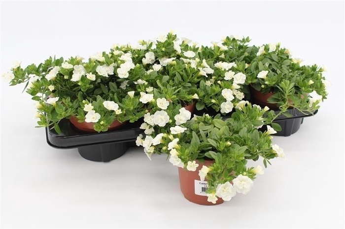 <h4>Calibrachoa Rosies White</h4>